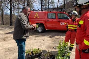  El Cabildo y la UME plantan 100 árboles en el Parque Natural de Tamadaba (Foto TA)